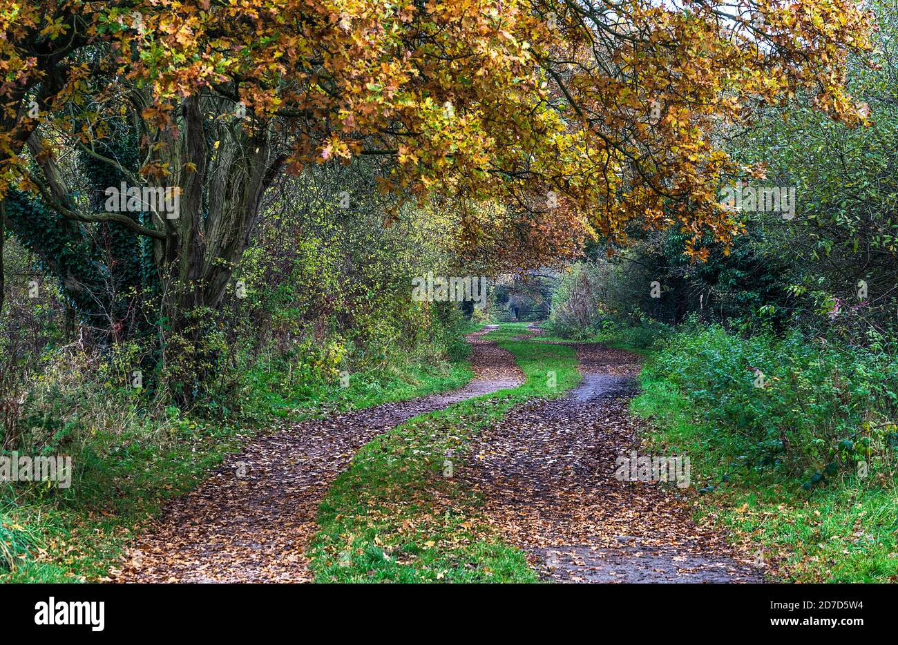 Wirral Way in autumn looking east between Willaston and Hooton Station Cheshire UK November 2019 8466 Stock Photo