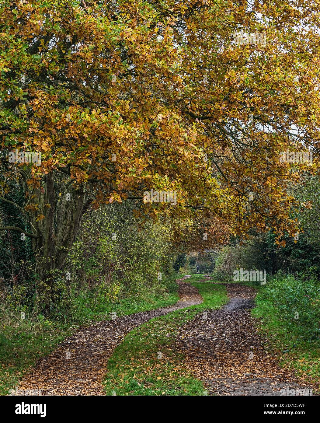 Wirral Way in autumn looking east between Willaston and Hooton Station Cheshire UK November 2019 8468 Stock Photo