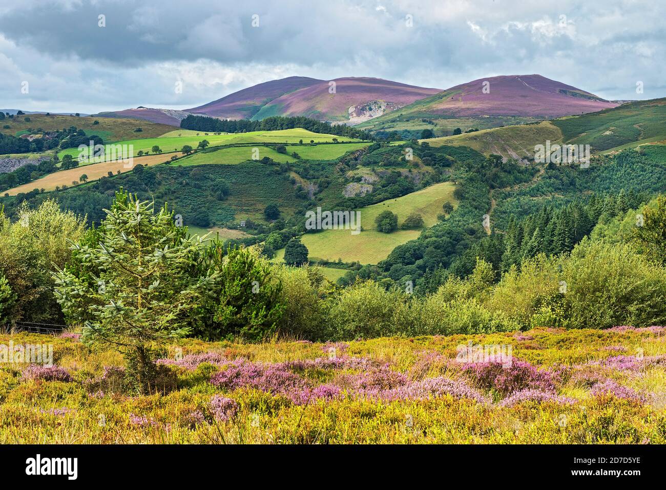 View looking west from Ruabon Mountain near World's End with Llantysilio mountain in the background North Wales UK August 0142 Stock Photo