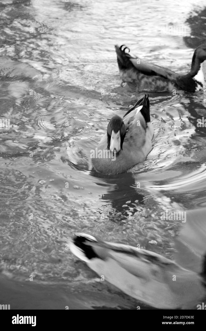 Feeding ducks in the park Stock Photo