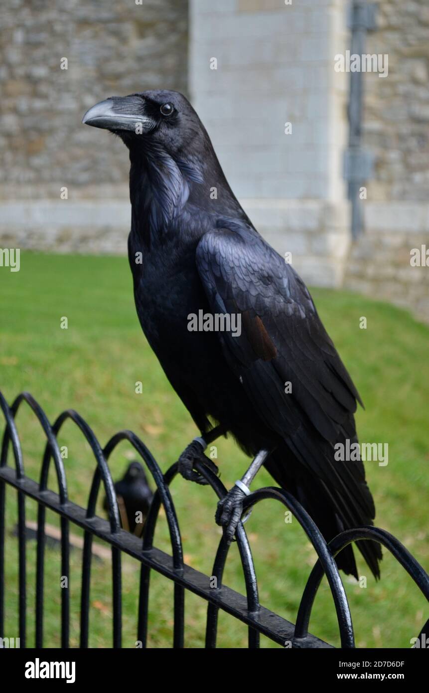 Raven in Tower of London Stock Photo