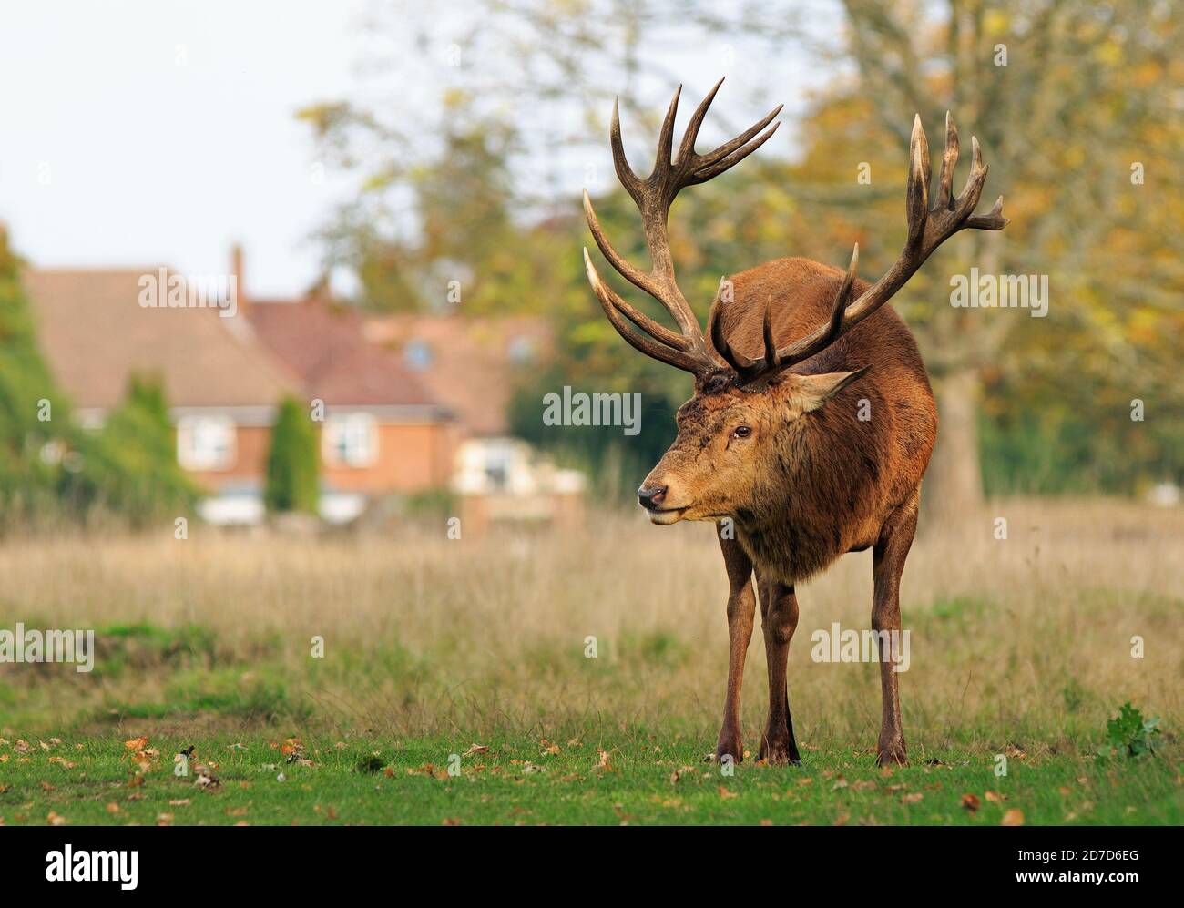 Beautiful Male Red Deer Stag with impressive horns standing in woodland, with out of focus redicentail houses in the background - Bushy Park, Middx Stock Photo