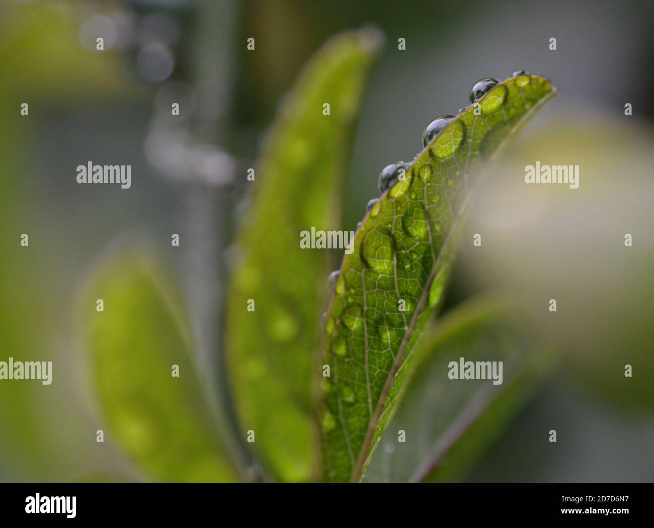 Water droplets on green leaf - macro photography - Stock Photo