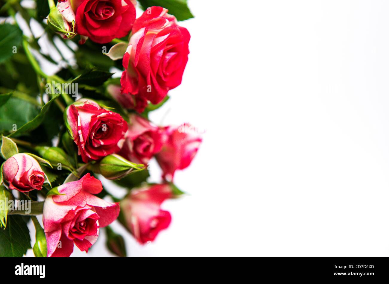 Red roses bouquet isolated on white background Stock Photo - Alamy