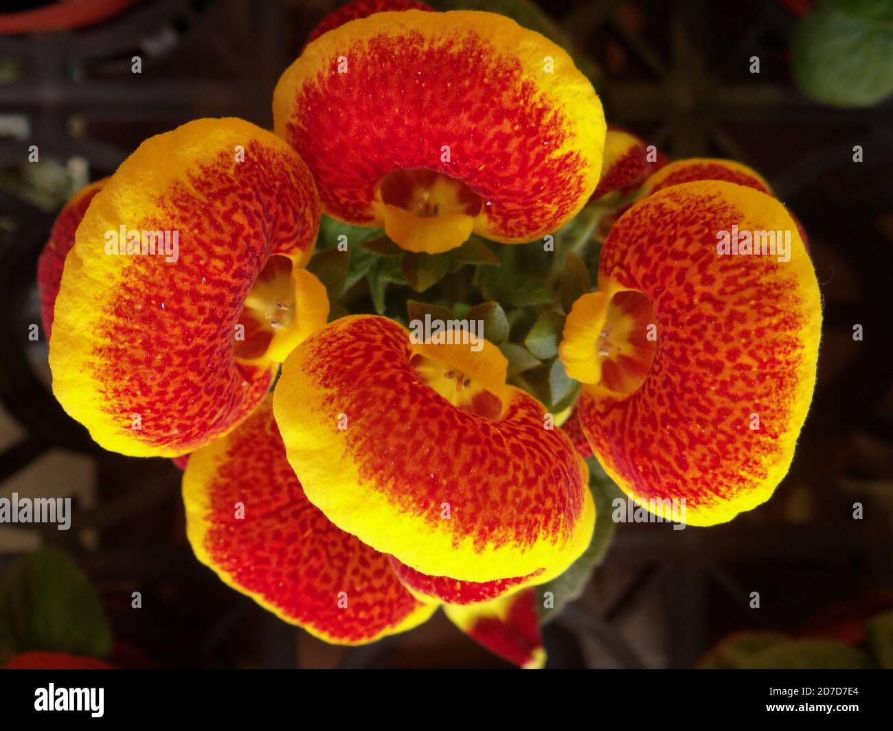 Closeup shot of blooming Crenateflower Calceolaria flowers Stock Photo