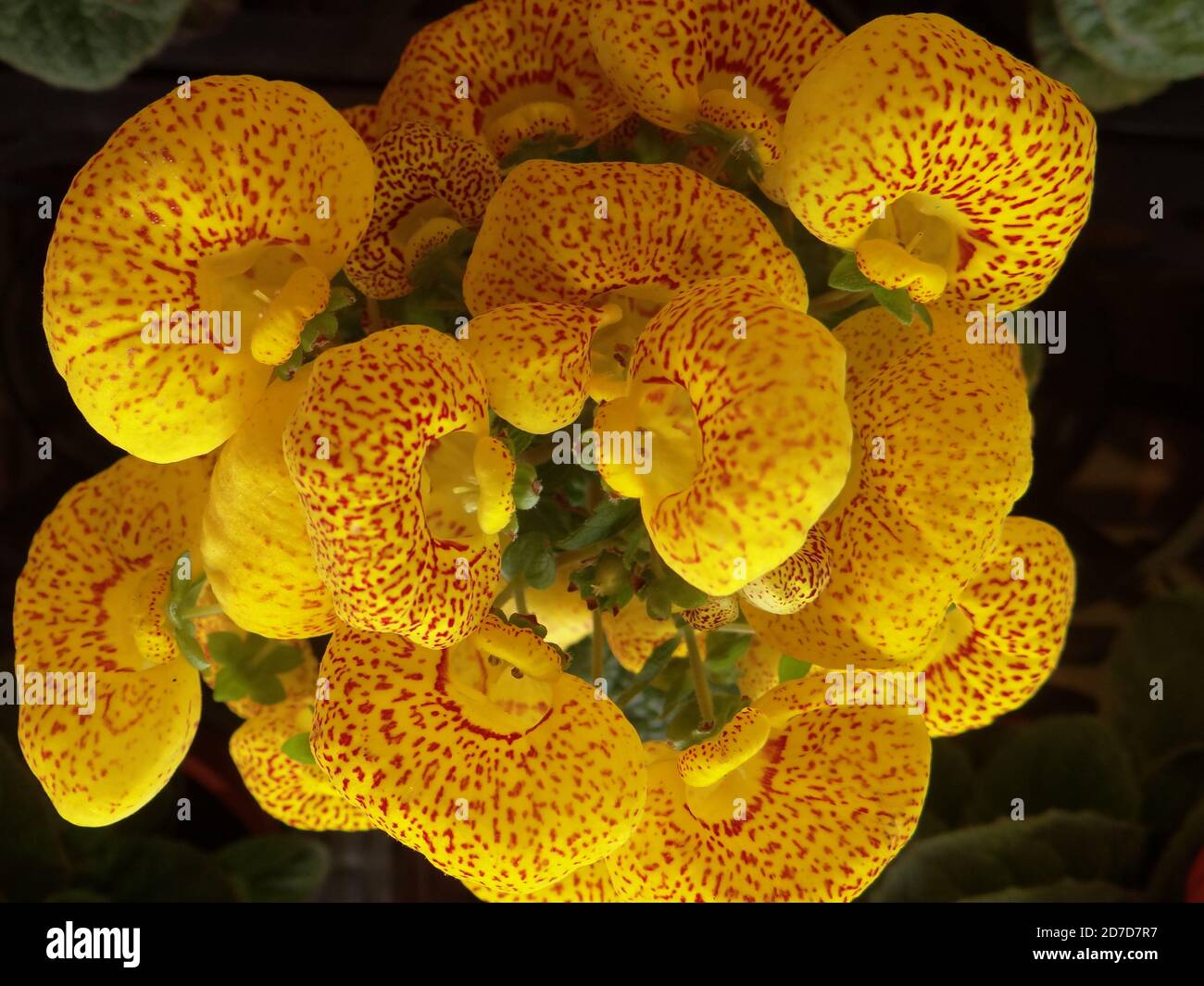 Closeup shot of blooming Crenateflower Calceolaria flowers Stock Photo