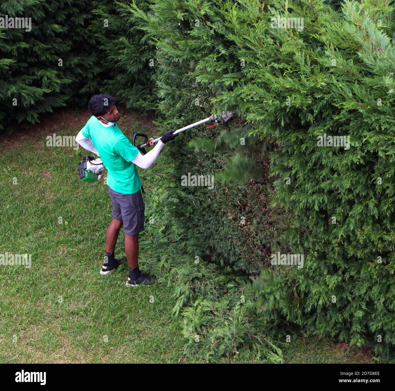 Man cutting a tall hedge of fir trees with a petrol powered long hedge