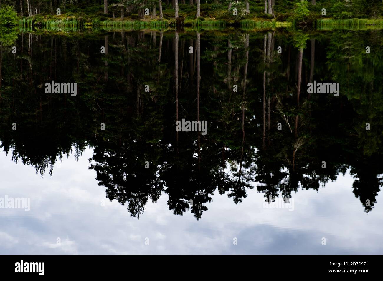 Reflection of trees in the water Stock Photo - Alamy