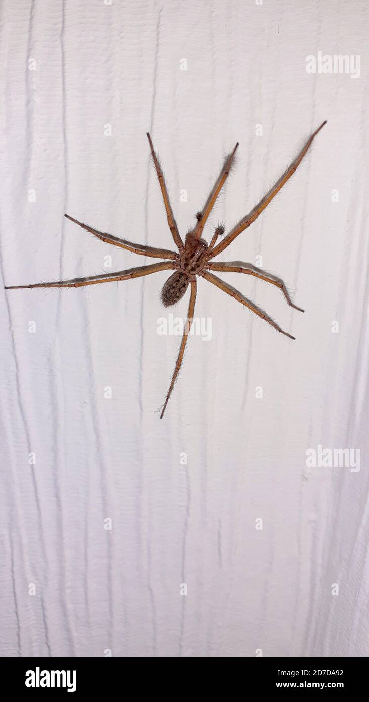 A long legged spider in a house Stock Photo Alamy