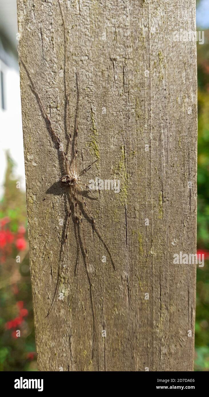 A Harvestman archnid Stock Photo - Alamy