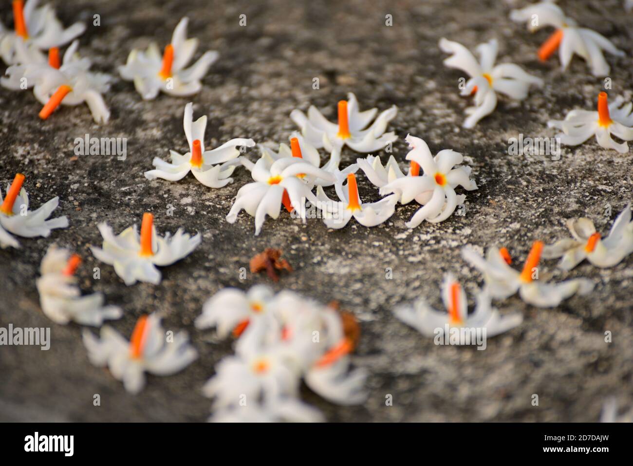 Parijat (Night Jasmine) flower laying on ground its called Raat Ki Rani In India. The flower is used in many spiritual activities Stock Photo