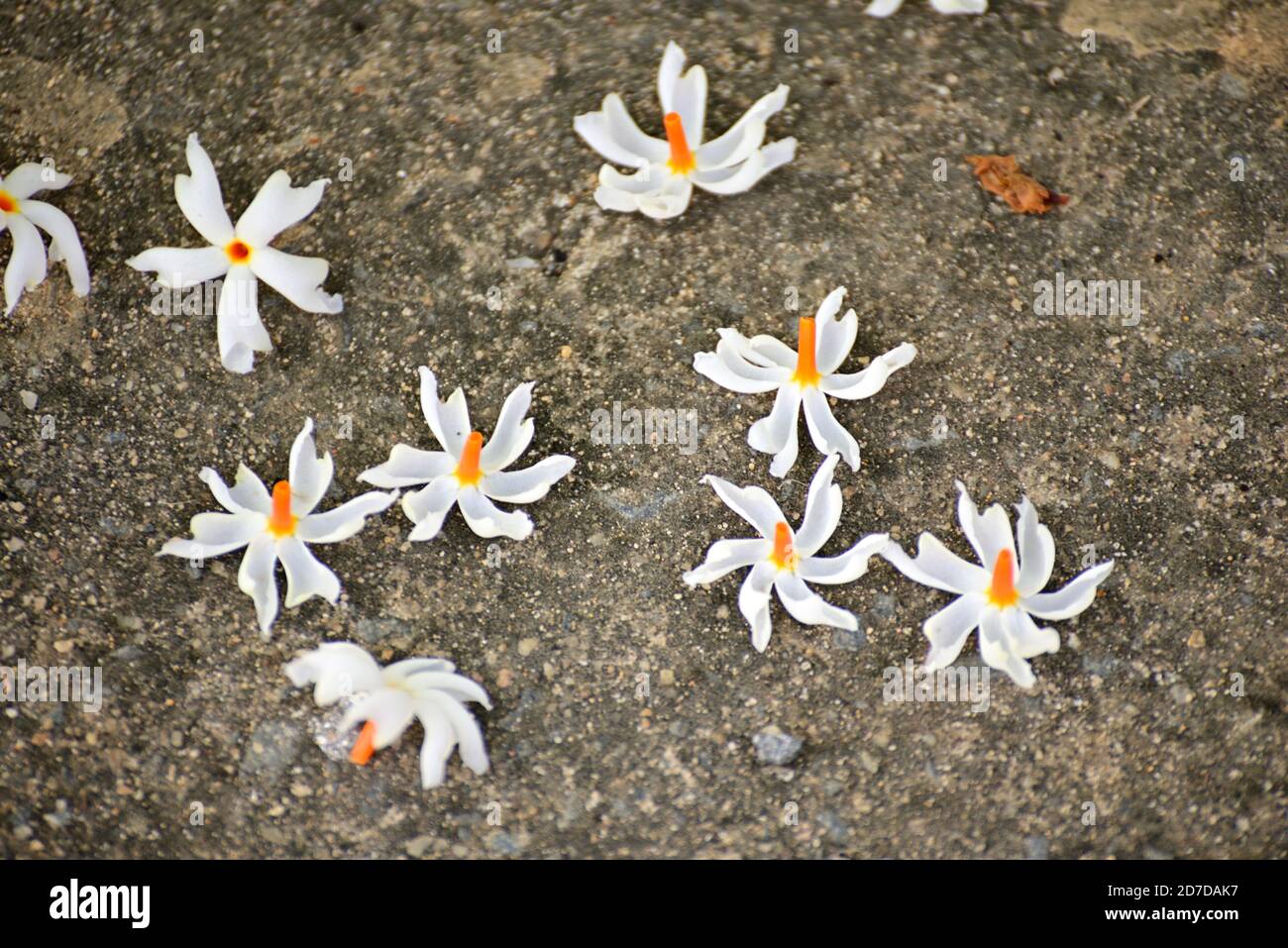 Parijat (Night Jasmine) flower laying on ground its called Raat Ki Rani In India. The flower is used in many spiritual activities Stock Photo