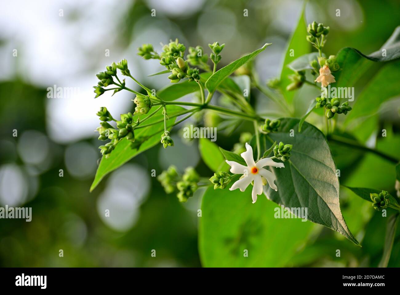 Parijat (Night Jasmine) flower on tree, its called Raat Ki Rani In India. The flower is used in many spiritual activities Stock Photo