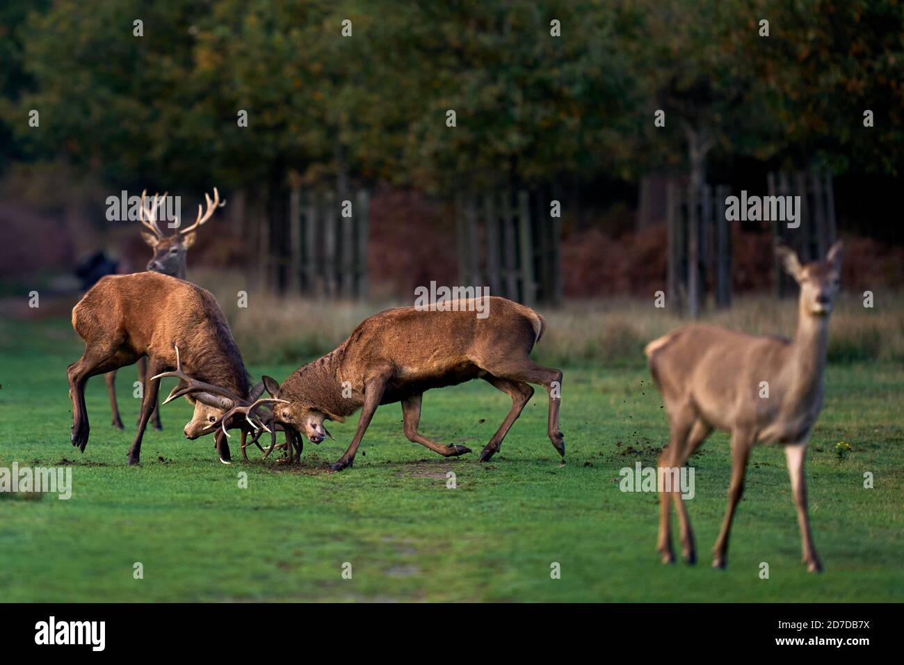 Red deer stags lock antlers during the rutting season in Richmond Park ...