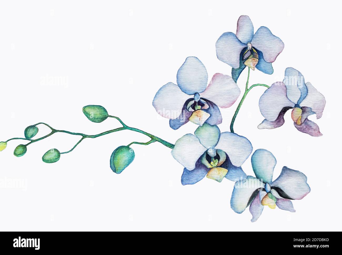 Watercolor orchid 2024