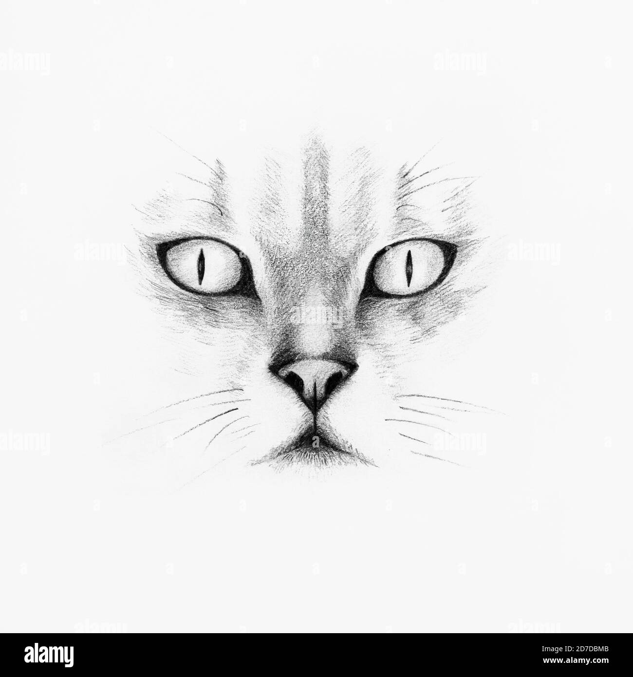 realistic pencil drawing of cat face Stock Photo