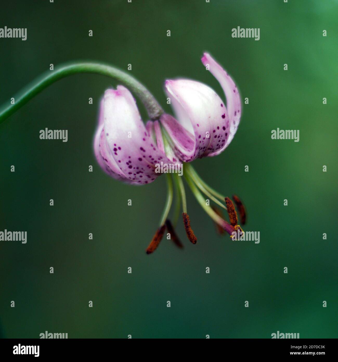 Lily of the field painting hi-res stock photography and images - Alamy
