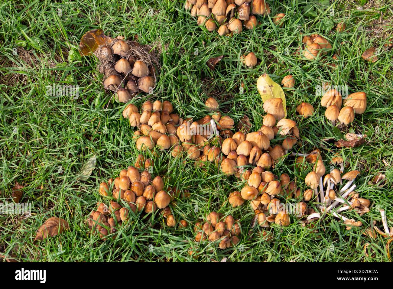 Top view of Glistening inkcap mushrooms in the grass, also called Coprinellus micaceus or glimmertintling Stock Photo