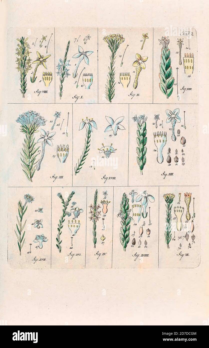 1790s drawing of 12 plants by Wendland, Johann Christoph. Printed in Hanover, Germany in 1798 Stock Photo
