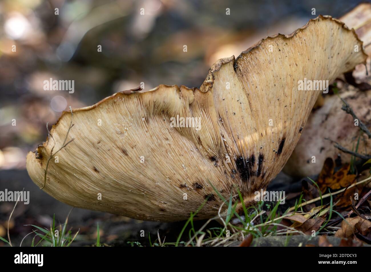 Shelf fungus, also called bracket fungus (basidiomycete) growing on a