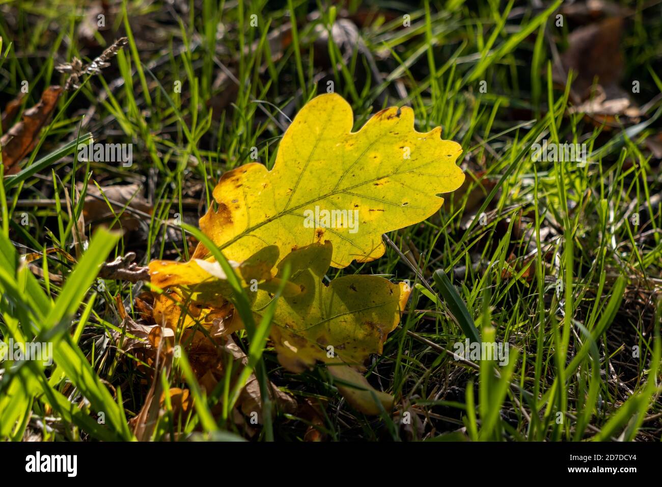 Fallen Oak leaves on the ground in autumn Stock Photo - Alamy