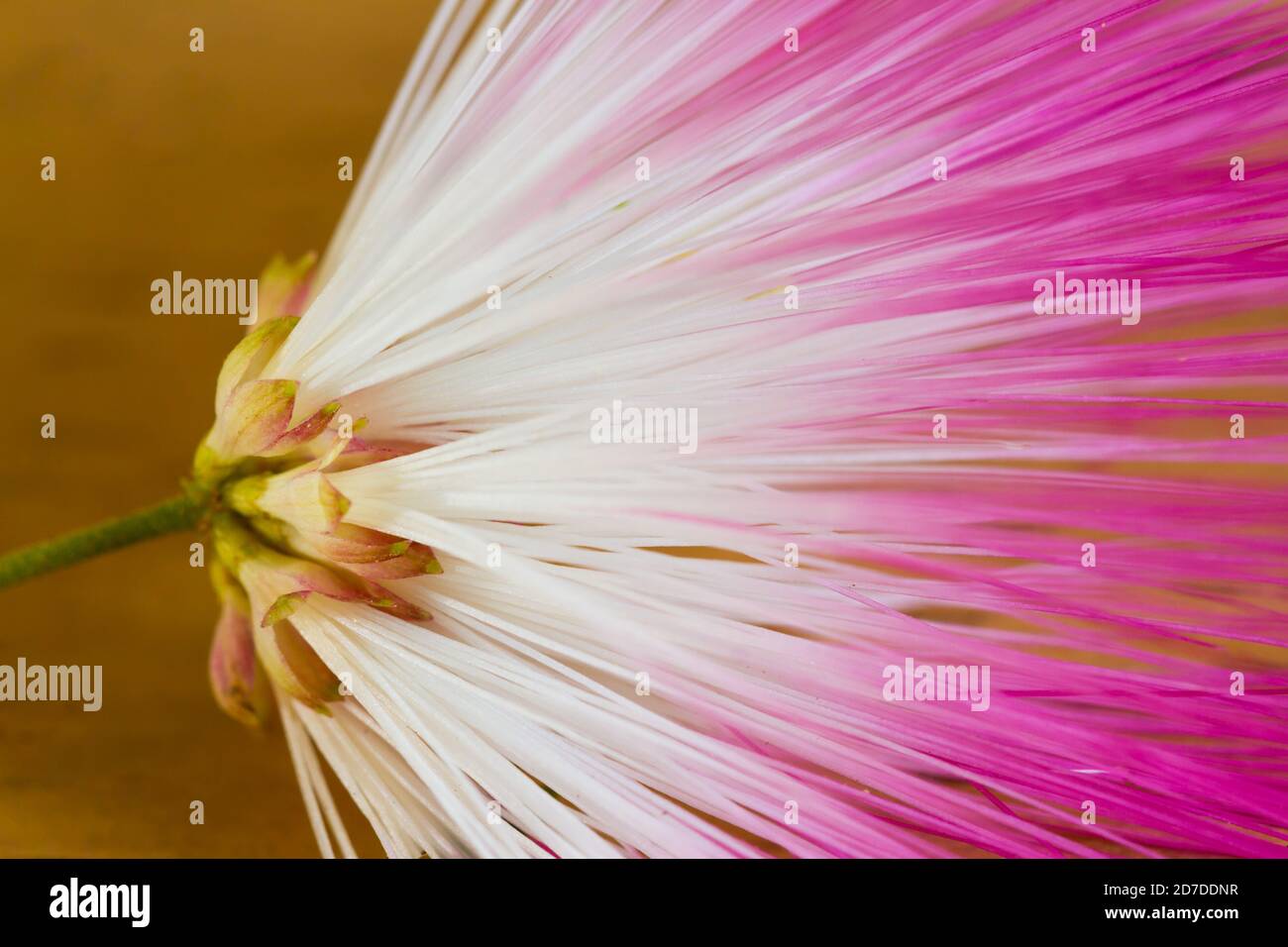 Closeup macro shot of a Pink Silk Tree flower (Albizia julibrissin) or mimosa with selective focus on leaf Stock Photo
