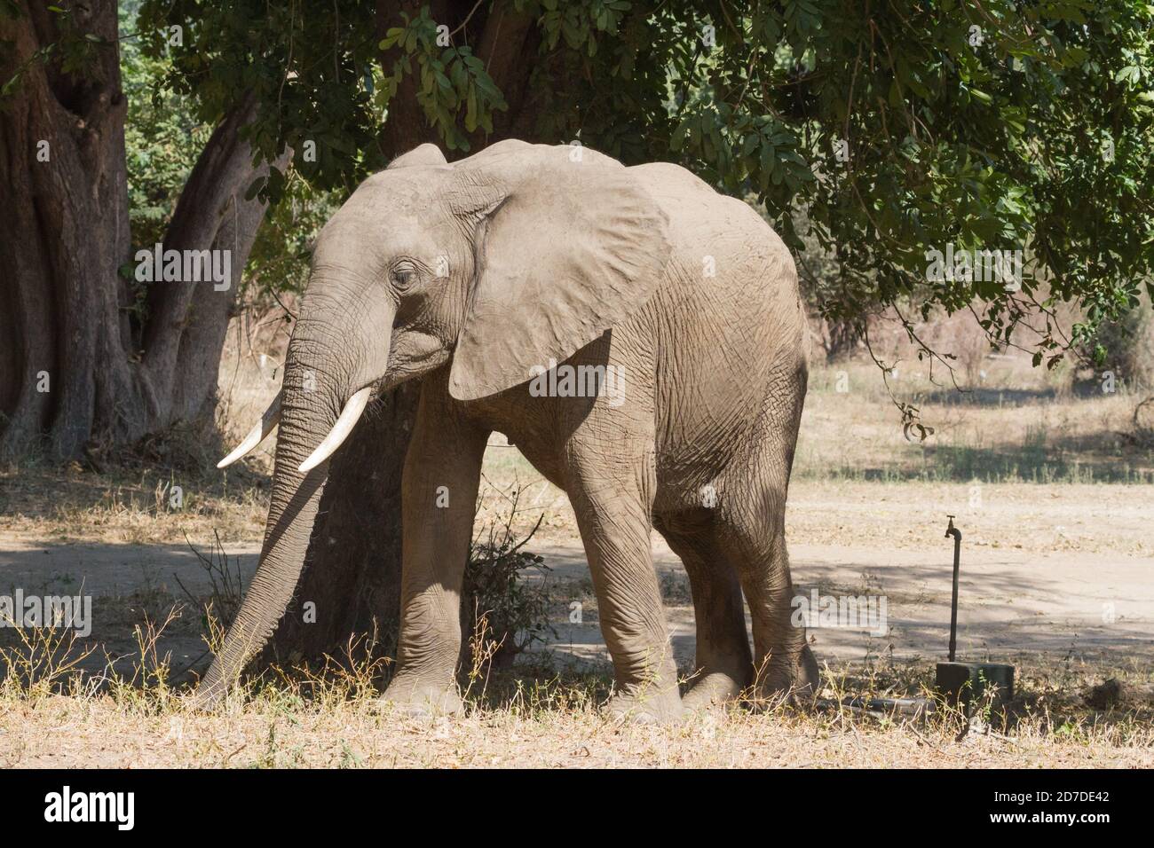 Elephant walking in the Nyamepi campsite in Mana Pools National Park Zimbabwe Stock Photo