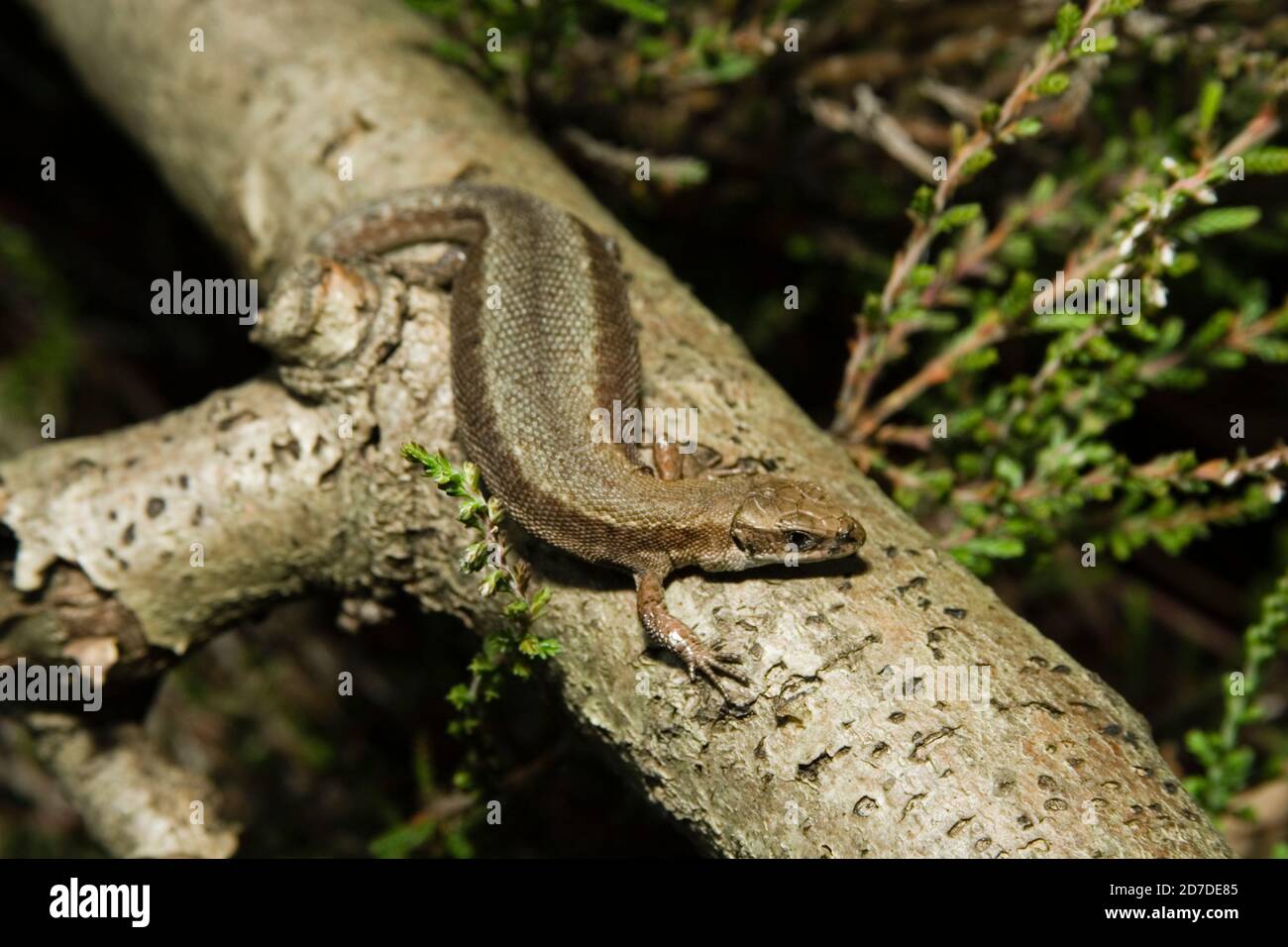 Female Vipiparous or Common Lizard (Lacerta vivipara) sunning itself on dead branch. Hemsted Forest bear Cranbrooke Kent.20.07.2007. Stock Photo