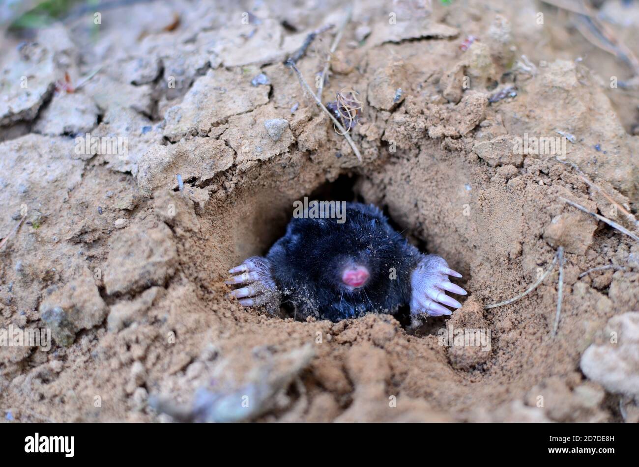 Mole Tunnels High Resolution Stock Photography and Images Biology Diagrams