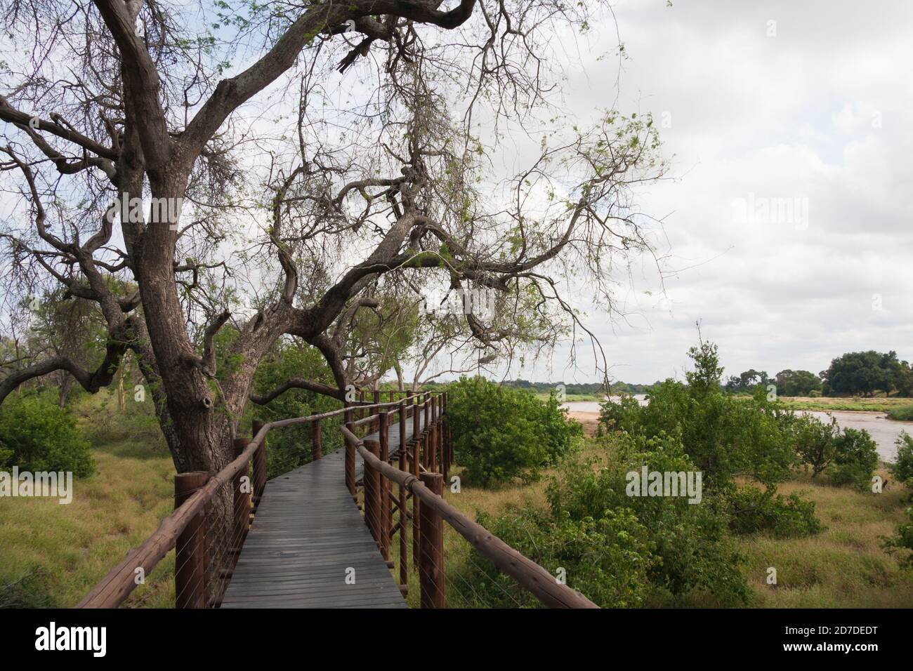 Empty wooden boardwalk for viewing the Limpopo river in Mapungubwe National Park South Africa Stock Photo