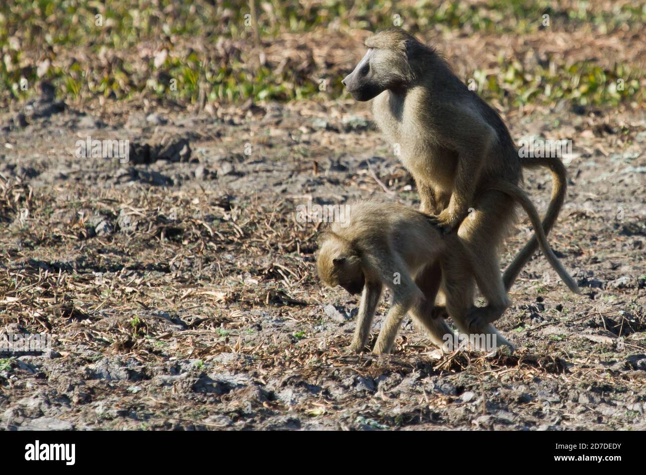 Chacma baboon couple mating in Mana Pools Zimbabwe Stock Photo