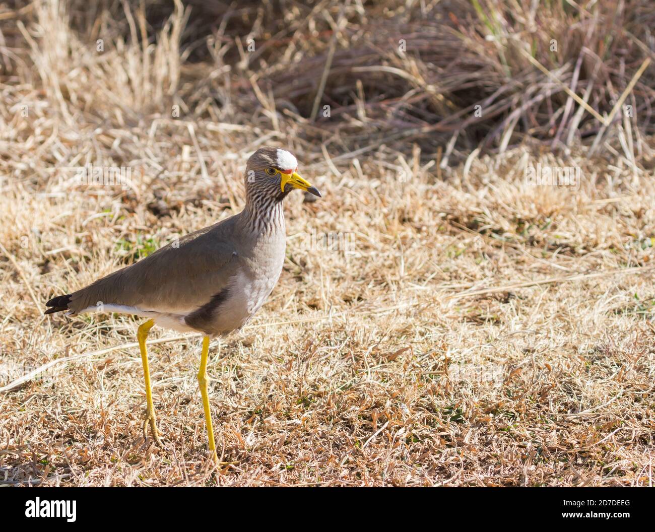 African Wattled Lapwing Vanellus senegallus with a colorful head forging on the ground in South Africa Stock Photo