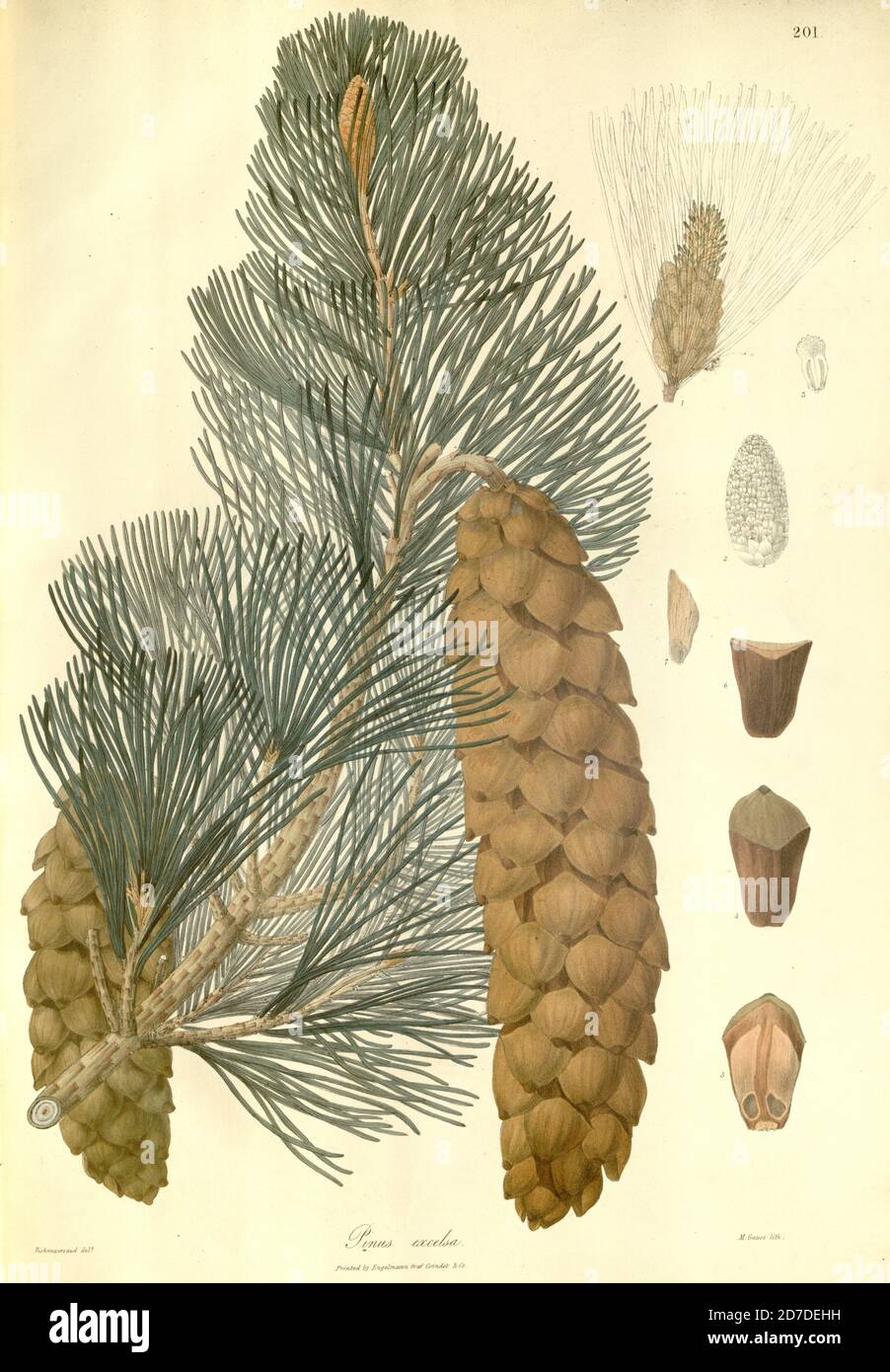 Pinus wallichiana [Here as Pinus excelsa] is a coniferous evergreen tree native to the Himalaya, Karakoram and Hindu Kush mountains, from eastern Afghanistan east across northern Pakistan and north west India to Yunnan in southwest China. From Plantae Asiaticae rariores, or, Descriptions and figures of a select number of unpublished East Indian plants Volume III by N. Wallich. Nathaniel Wolff Wallich FRS FRSE (28 January 1786 – 28 April 1854) was a surgeon and botanist of Danish origin who worked in India, initially in the Danish settlement near Calcutta and later for the Danish East India Com Stock Photo