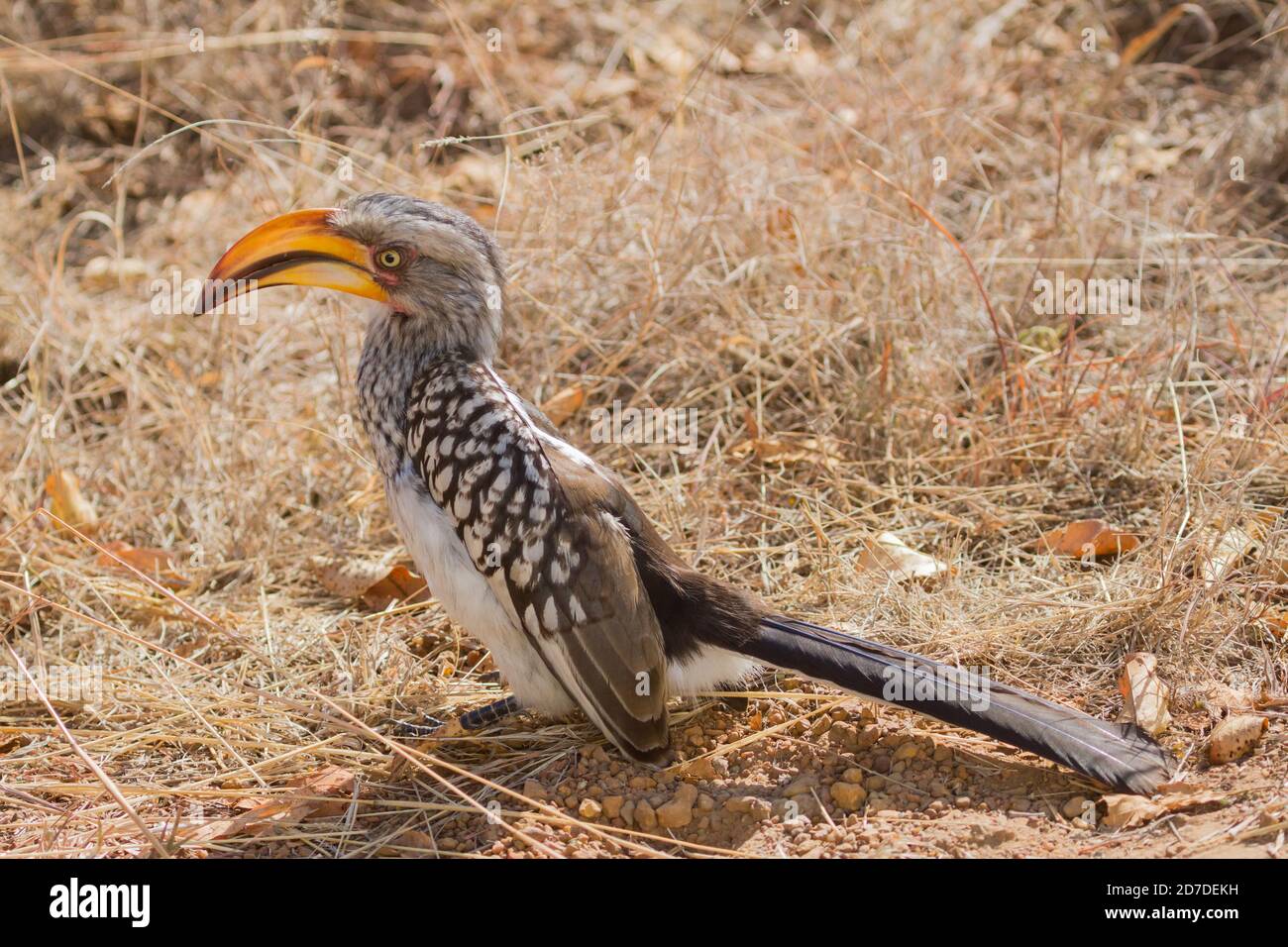Southern yellow-billed hornbill closeup (Tockus leucomelas) foraging on the ground for insects in South Africa with bokeh background Stock Photo