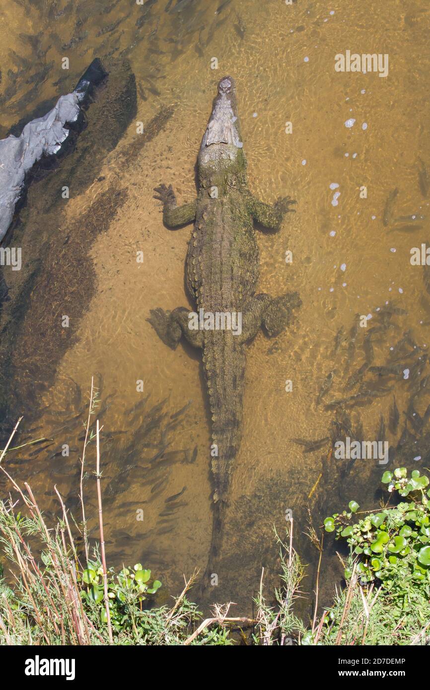 Aerial view of a crocodile (Crocodylus niloticus) in water surrounded by fish and bubbles Stock Photo
