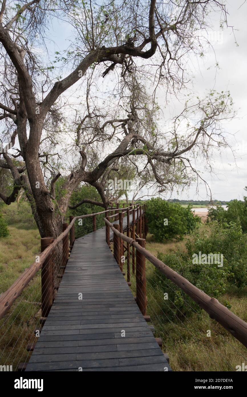 Wooden boardwalk through the forest with views of the Limpopo River in Mapungubwe National Park South Africa Stock Photo