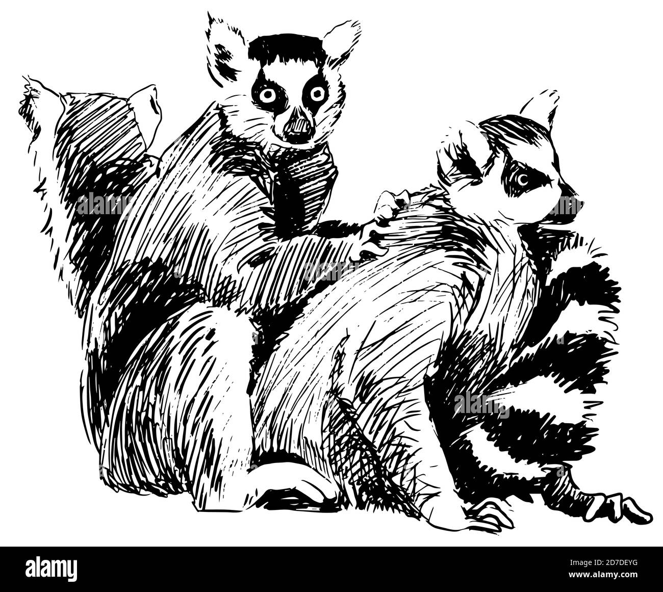 Group of lemurs ink sketch, Madagascar. Hand drawn engraving style vector illustration Stock Vector