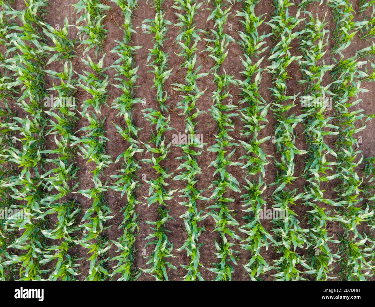 Aerial top down view of green corn field from above Stock Photo Alamy