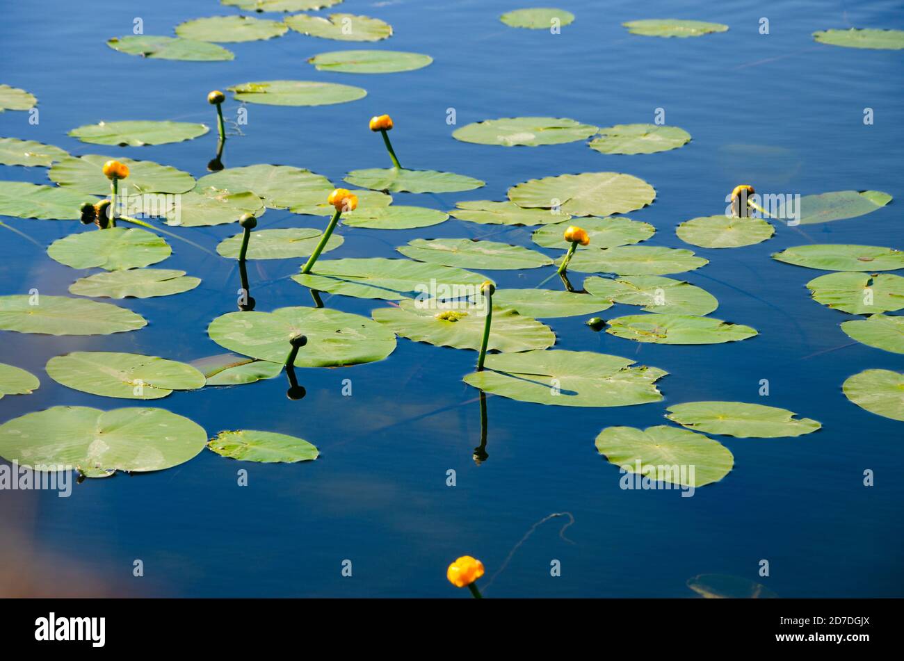 Beautiful yellow flowers and green leaves of blooming pond lily ...