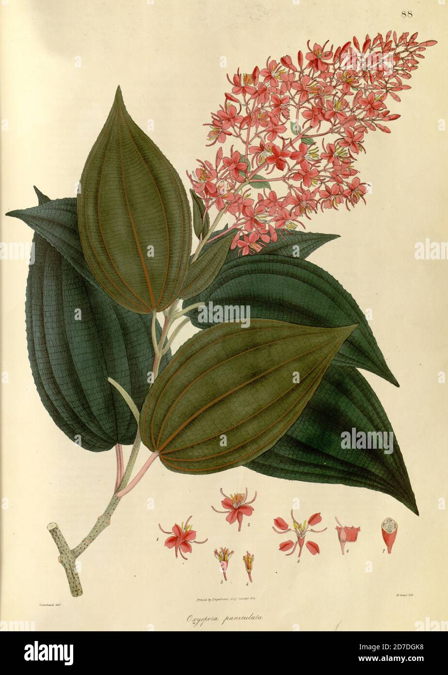 Oxyspora paniculata - Bristletips From Plantae Asiaticae rariores, or, Descriptions and figures of a select number of unpublished East Indian plants Volume 1 by N. Wallich. Nathaniel Wolff Wallich FRS FRSE (28 January 1786 – 28 April 1854) was a surgeon and botanist of Danish origin who worked in India, initially in the Danish settlement near Calcutta and later for the Danish East India Company and the British East India Company. He was involved in the early development of the Calcutta Botanical Garden, describing many new plant species and developing a large herbarium collection which was dis Stock Photo