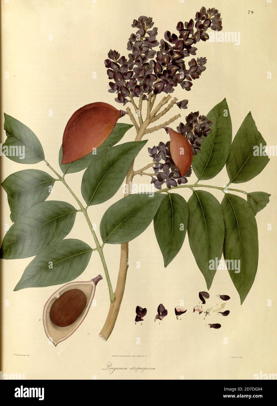 Pongamia atropurpurea [Millettia] From Plantae Asiaticae rariores, or, Descriptions and figures of a select number of unpublished East Indian plants Volume 1 by N. Wallich. Nathaniel Wolff Wallich FRS FRSE (28 January 1786 – 28 April 1854) was a surgeon and botanist of Danish origin who worked in India, initially in the Danish settlement near Calcutta and later for the Danish East India Company and the British East India Company. He was involved in the early development of the Calcutta Botanical Garden, describing many new plant species and developing a large herbarium collection which was dis Stock Photo
