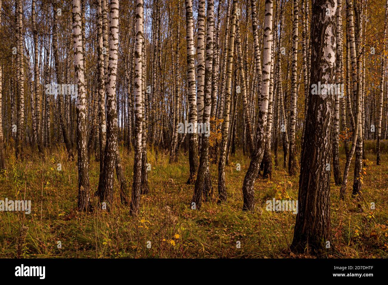 Autumn birch grove with yellow leaves on a cloudy day during leaf fall ...