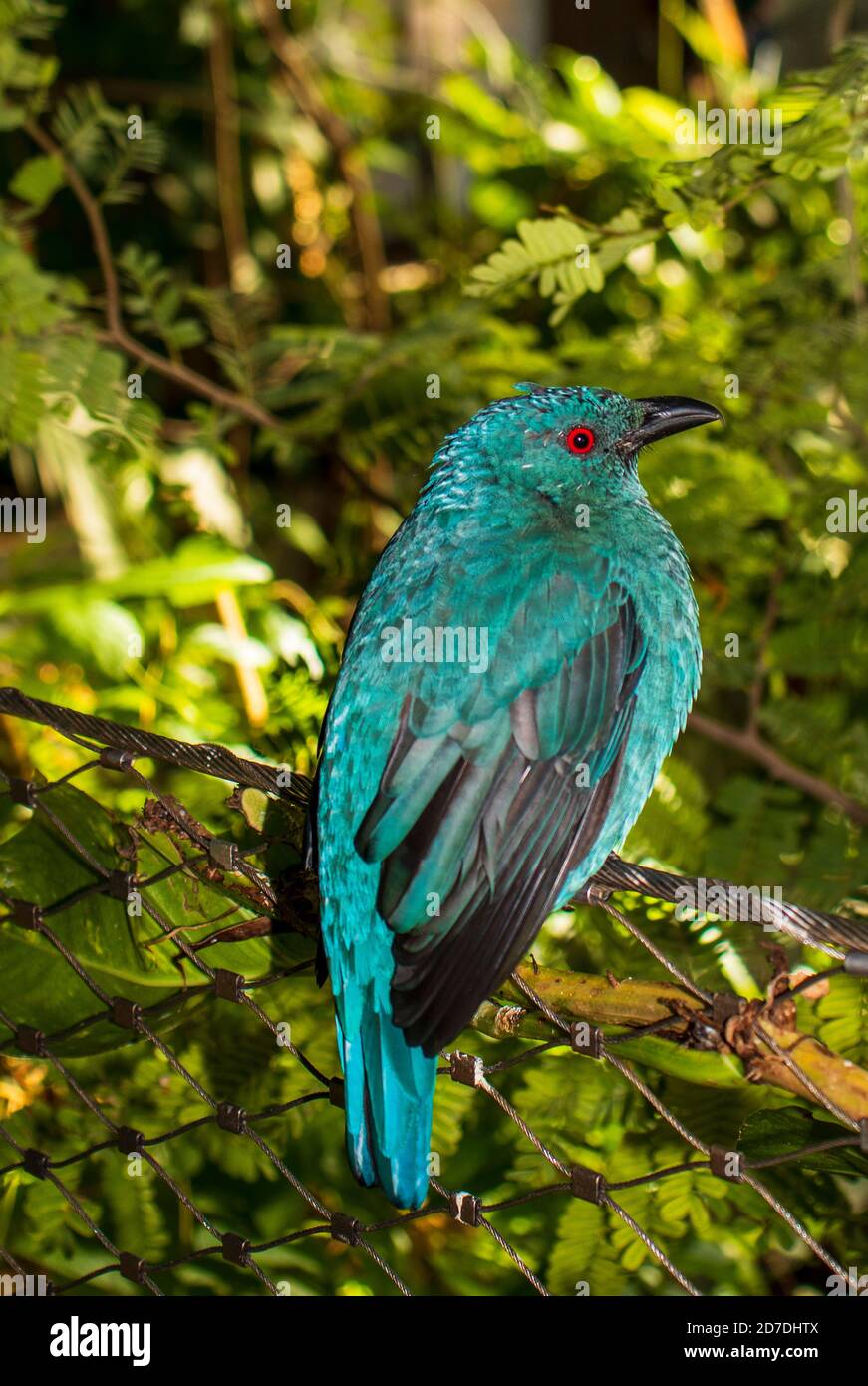 close up shot of a bird with blue glossy feathers and red eyes in ...