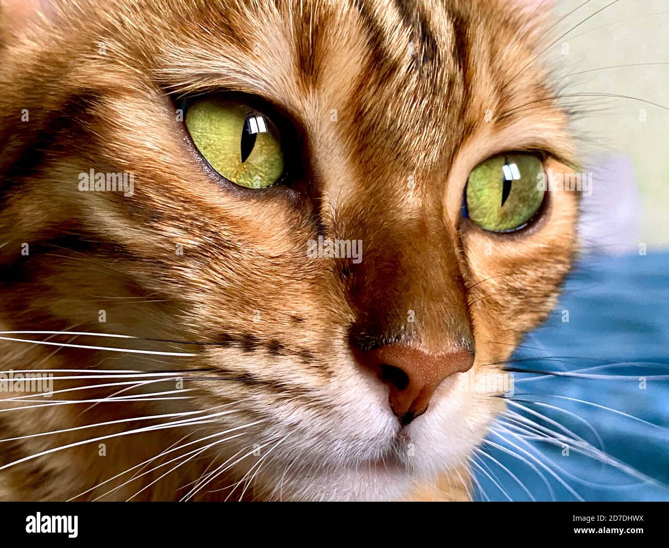 Angry Cat Face, Close Up, Looking Straight into Camera Stock Image