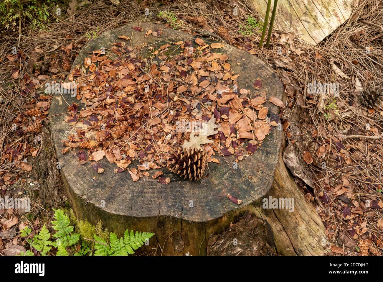 Squirrel dining table Suffolk woodland, UK Stock Photo