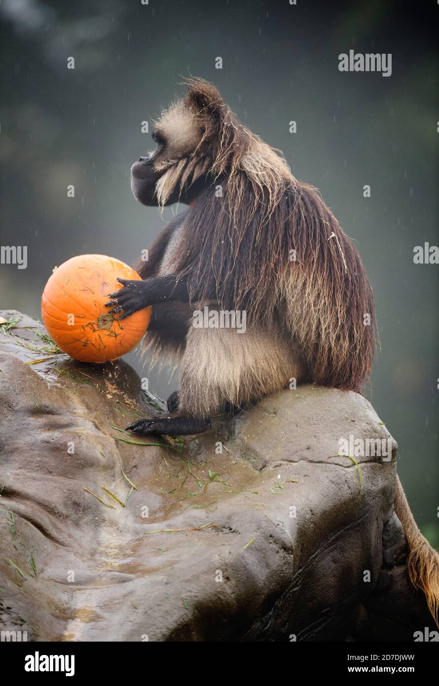 The gelada ‘baboons’ at the Wild Place Project near Bristol investigate pumpkin treats in the build-up to Halloween at the conservation and education Stock Photo