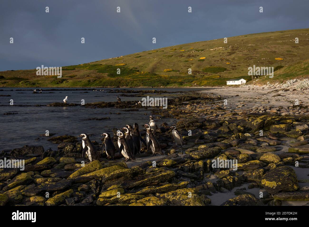 Carcass Island; Magellanic Penguins; Falklands Stock Photo