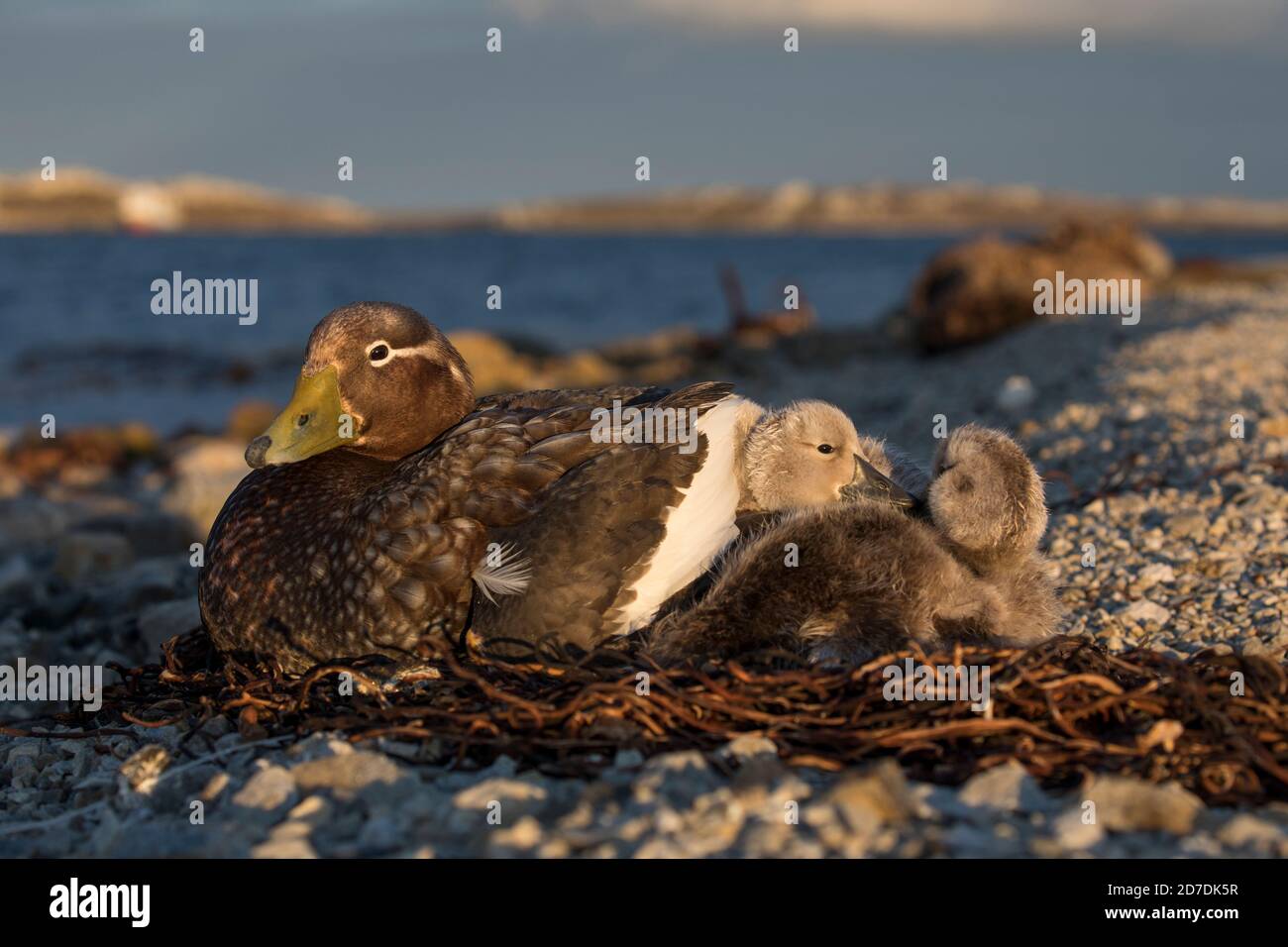Falkland Flightless Steamer Duck; Tachyeres brachypterus; Female with Ducklings; Falklands Stock Photo