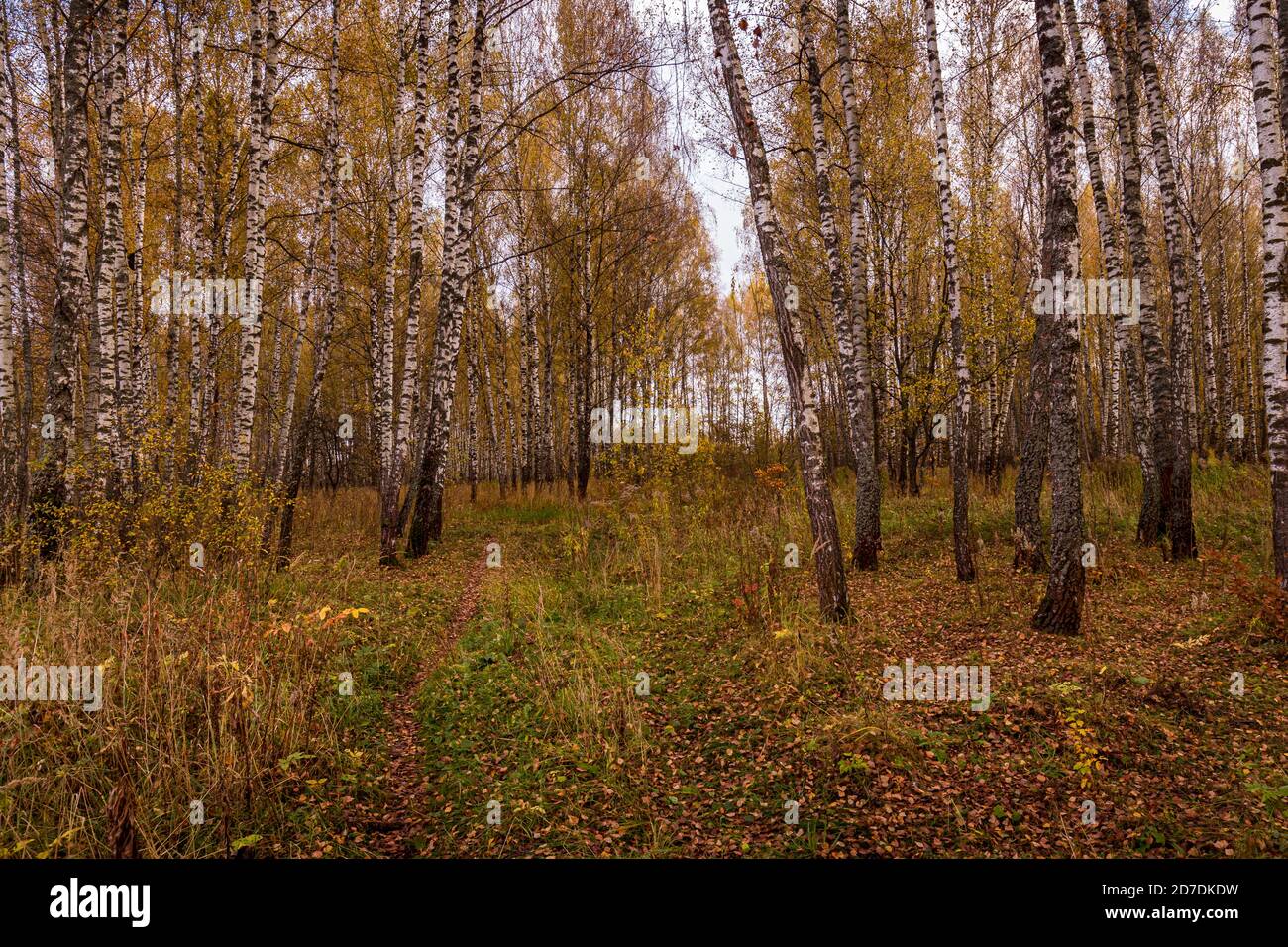 Autumn birch grove with yellow leaves on a cloudy day during leaf fall ...