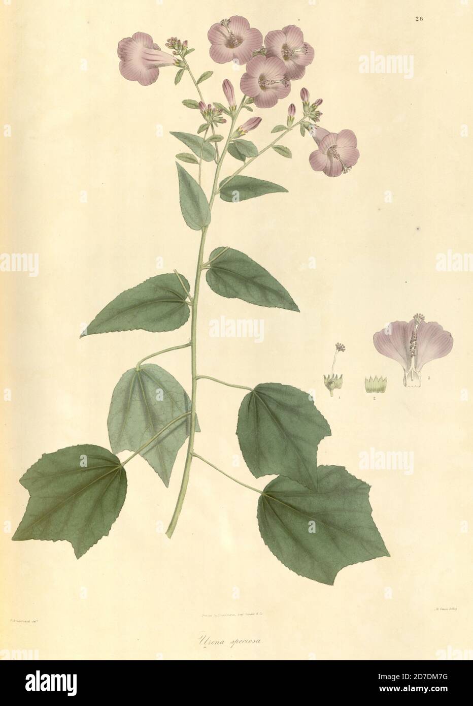 Urena repanda Roxb. Syn Urena speciosa From Plantae Asiaticae rariores, or, Descriptions and figures of a select number of unpublished East Indian plants Volume 1 by N. Wallich. Nathaniel Wolff Wallich FRS FRSE (28 January 1786 – 28 April 1854) was a surgeon and botanist of Danish origin who worked in India, initially in the Danish settlement near Calcutta and later for the Danish East India Company and the British East India Company. He was involved in the early development of the Calcutta Botanical Garden, describing many new plant species and developing a large herbarium collection which wa Stock Photo